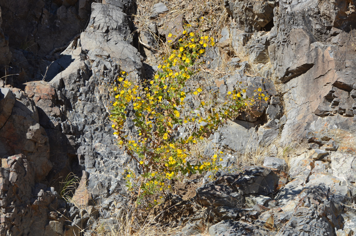 Camphorweed is found in elevations ranging from 1,000 to 5,500 feet (304-1,676 m). Camphorweed is found in the lower and upper deserts in disturbed areas, roads, dry desert washes and ditches. Heterotheca subaxillaris